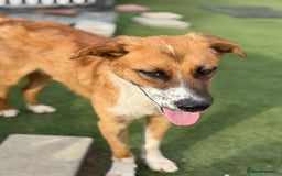 Mixed Breed dogs for adoption: Sweet Armin looking for LOvE - Image 11
