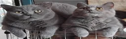 British Shorthair cats for sale:  😻 British Shorthair Kittens 😻 - Advert 18