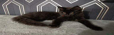 Maine Coon 2