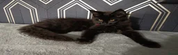 Maine Coon cats for sale: READY SOON Beautiful Maine coon babies  - Advert 18