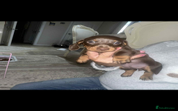 Dachshund dogs for sale: Smooth haired dachshunds for sale Tiverton devon - Image 9