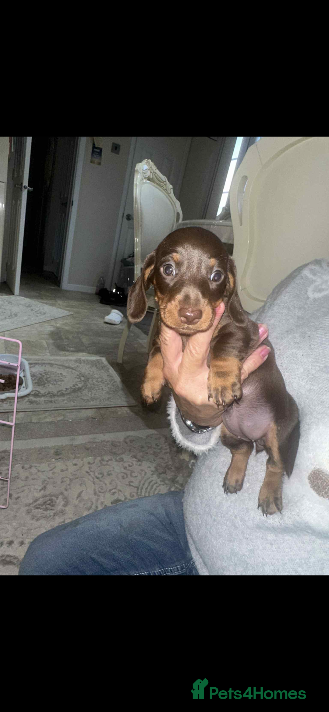Dachshund dogs for sale: Smooth haired dachshunds for sale Tiverton devon - Image 9