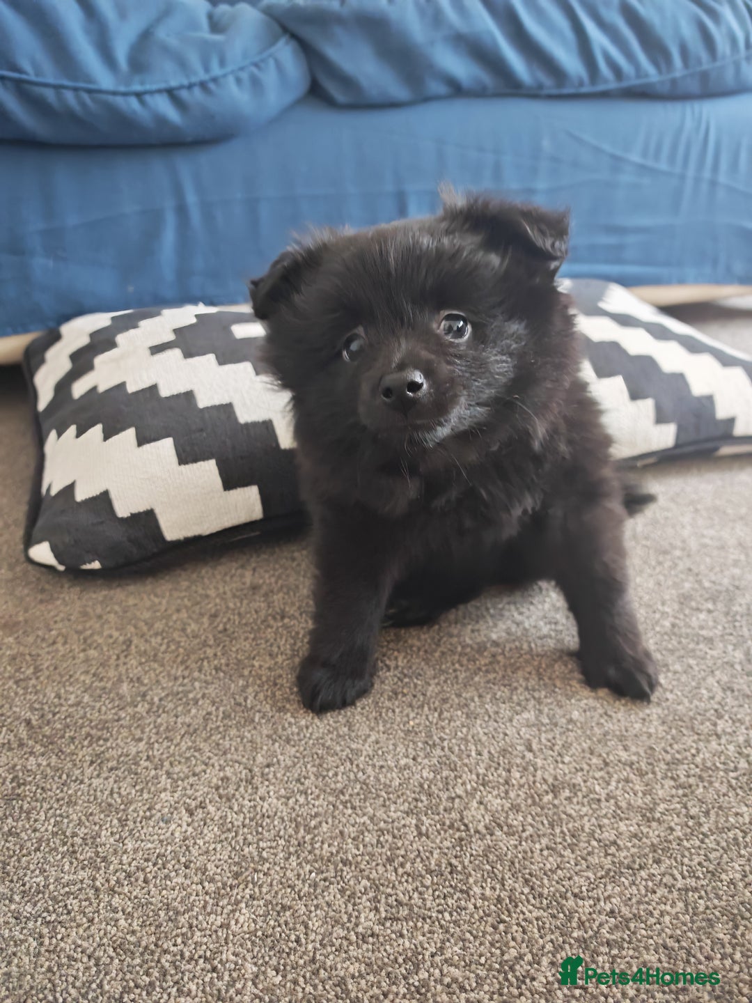 Pomeranian dogs for sale: Pomeranian for sale - Advert 12