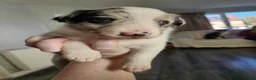 Border Collie dogs for stud: Blue Merle Stud  - Advert 8