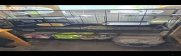 Rat rodents for sale: Rats 6 months old in Kidderminster - Advert 2