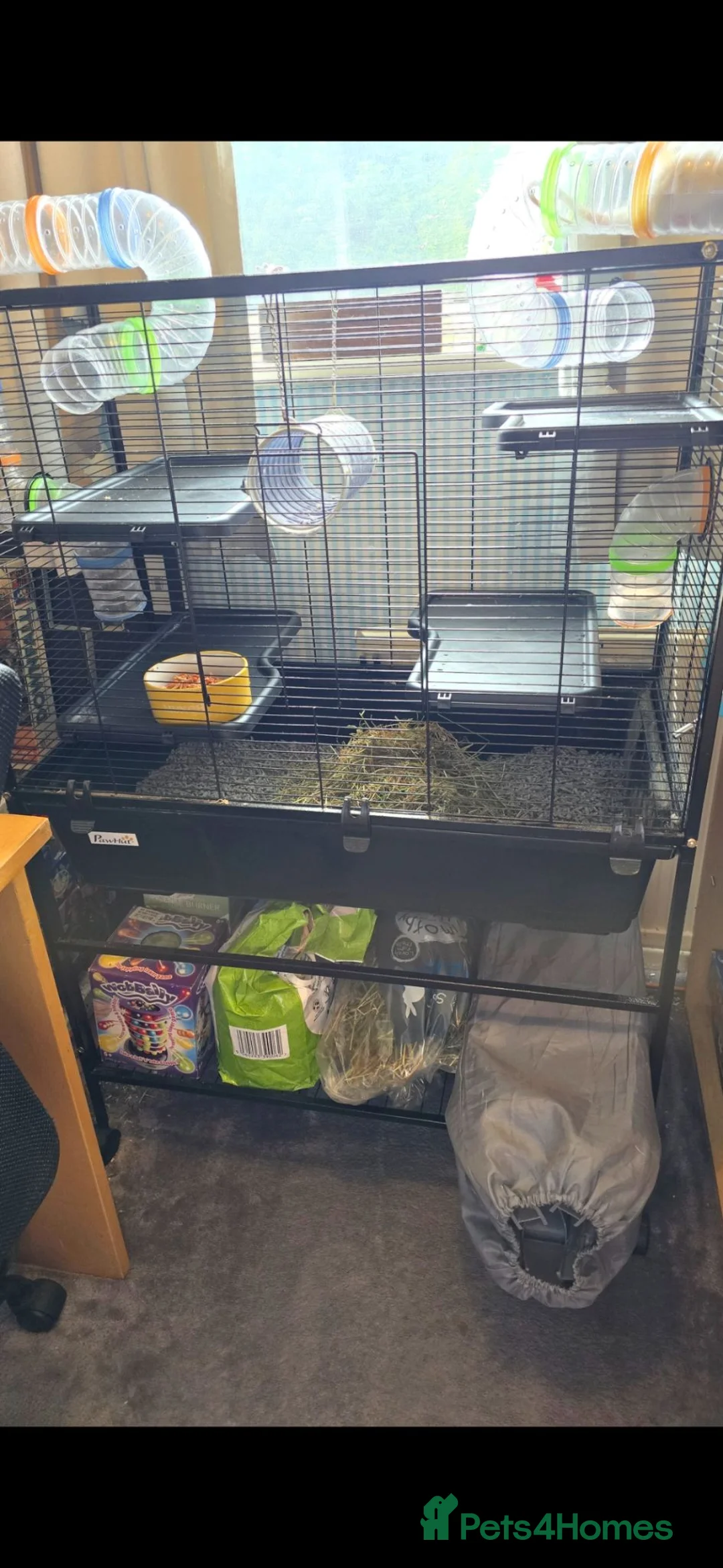 Rat rodents for sale: Rats 6 months old in Kidderminster - Advert 2