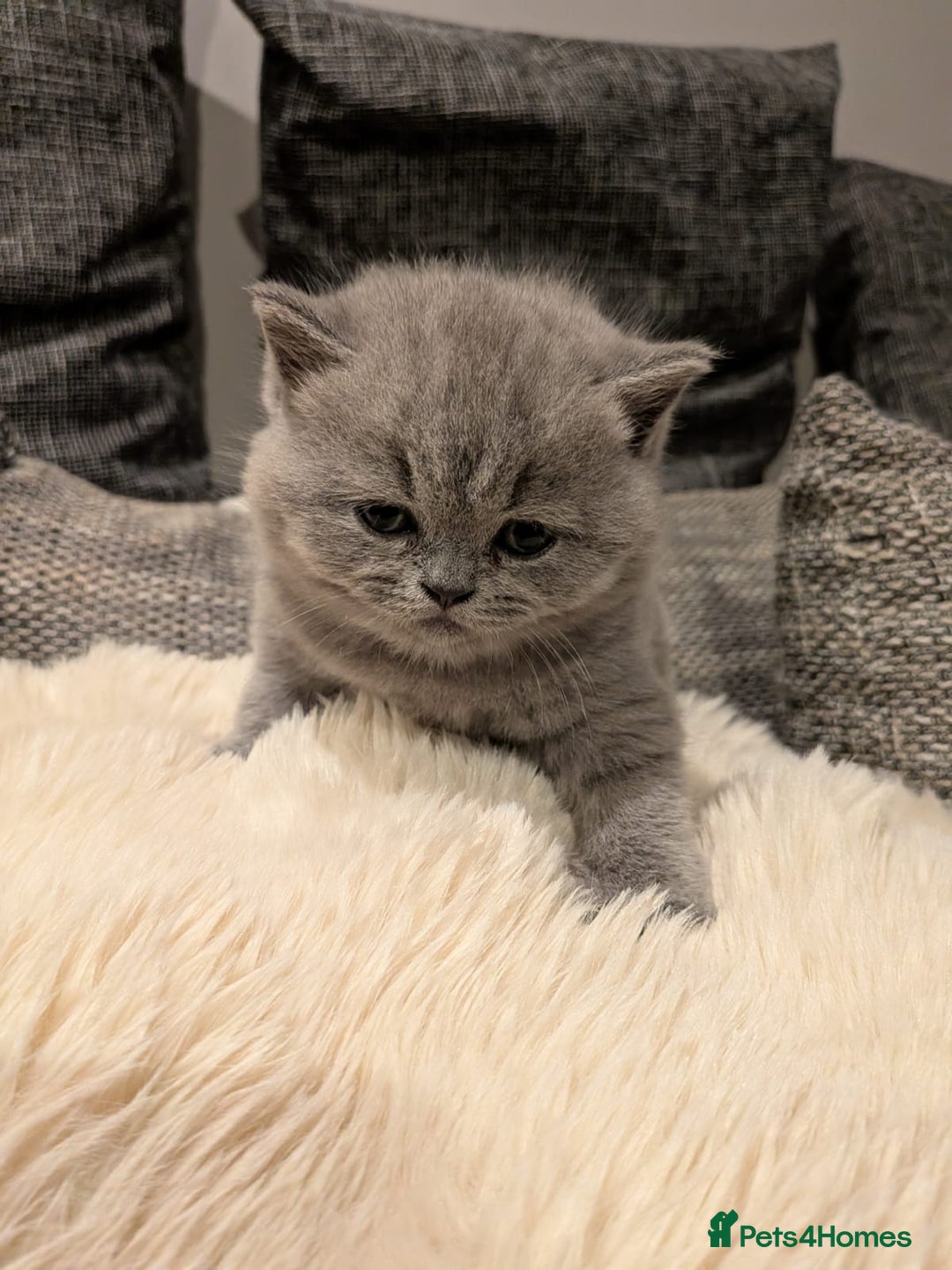 British Shorthair cats for sale: Multi-colour GCCF British Shorthair kittens  - Advert 37