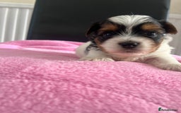 Biewer Terrier dogs for sale: 5 Adorable Purebred Biewer Terriers - Image 9