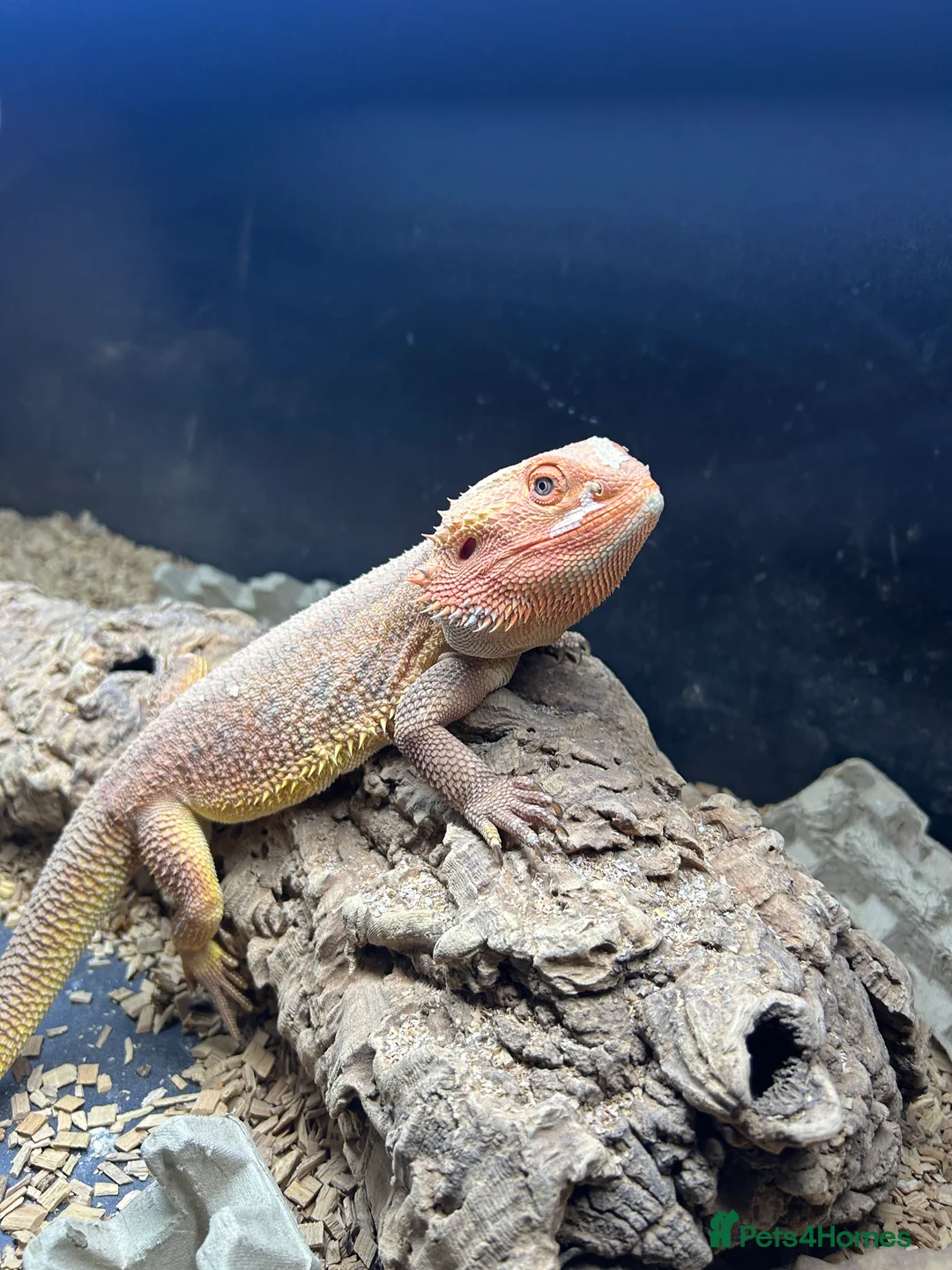 Bearded Dragon reptiles for sale: Bearded dragon in Cardiff - Advert 1