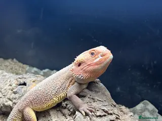 Bearded Dragon reptiles Bearded dragon in Cardiff - Advert 2