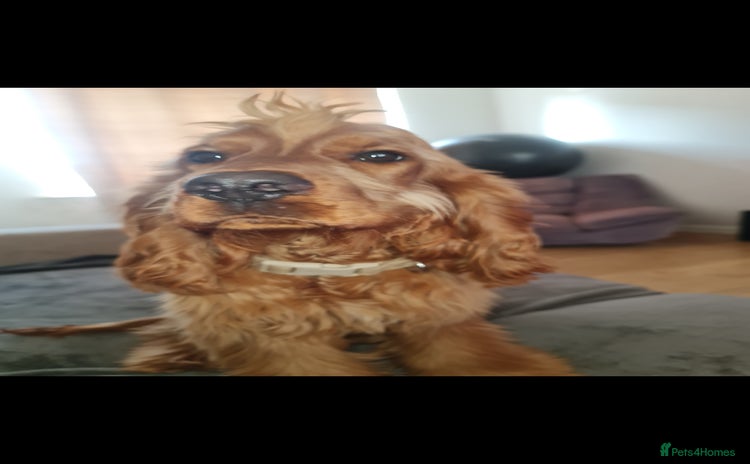 Cocker Spaniel dogs - Advert 2