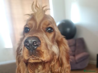 Cocker Spaniel dogs - Advert 30