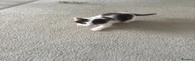 Black and white  Kitten 1