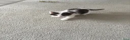 Domestic Shorthair cats for sale: Kittens forsale  - Advert 10