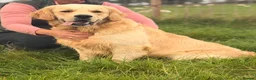 Golden Retriever dogs for stud: Exceptional Proven Stud - Advert 5