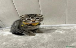 Scottish Fold cats for sale: ✨🐾 Cute Kittens Looking for Loving Homes! 🐾✨ - Image 6