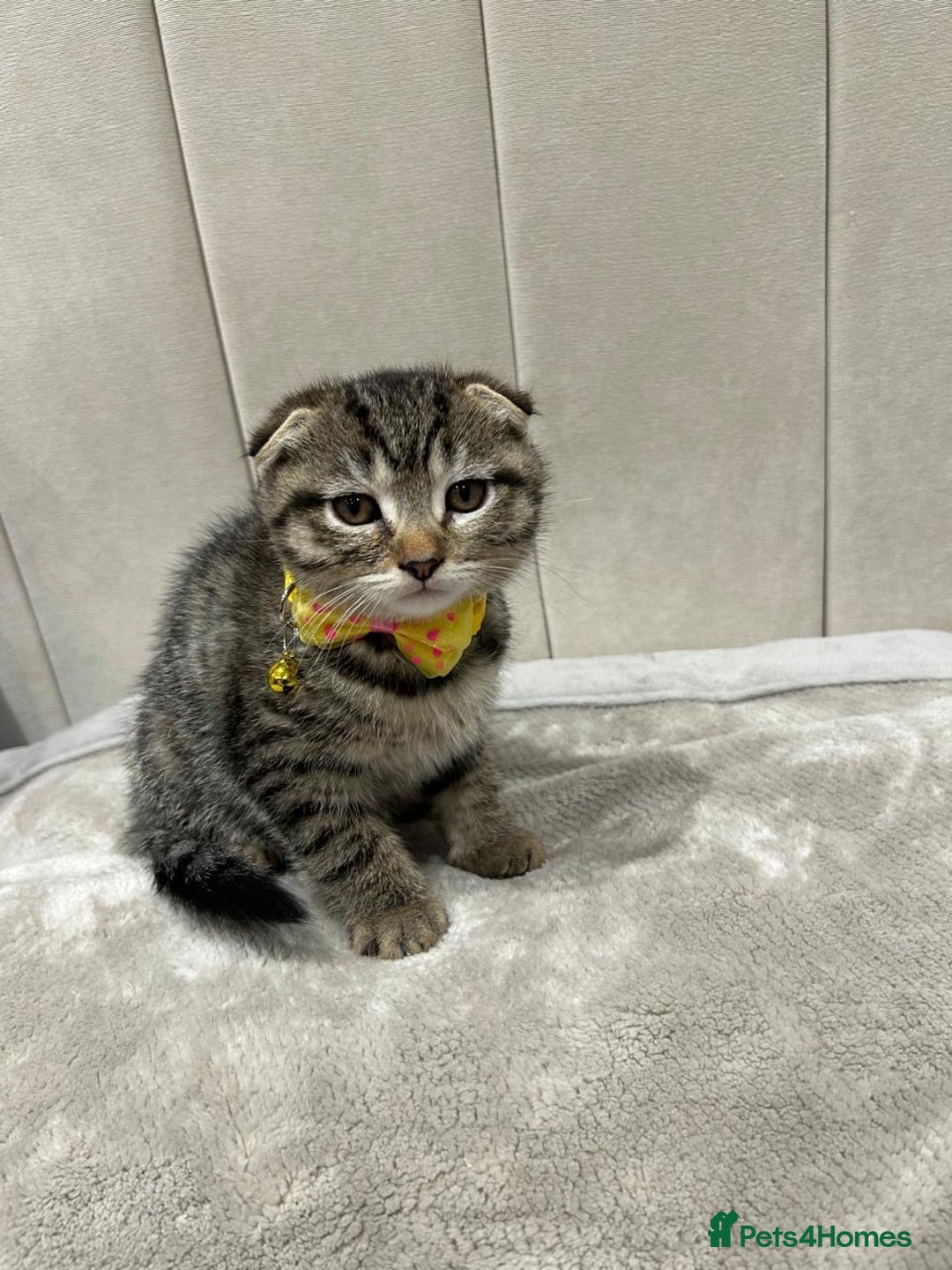 Scottish Fold cats for sale: ✨🐾 Cute Kittens Looking for Loving Homes! 🐾✨ - Image 6