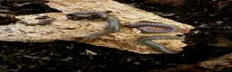 Millipedes invertebrates for sale: Bumblebee millipedes for sale  - Advert 6