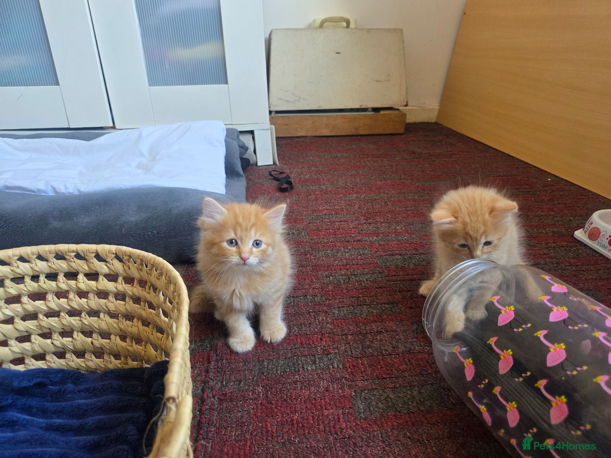 Mixed Breed cats 3 beautiful ginger boys BSH/domestic/maincoon - Advert 1
