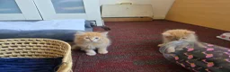 Mixed Breed cats for sale: 3 beautiful ginger boys  - Advert 8