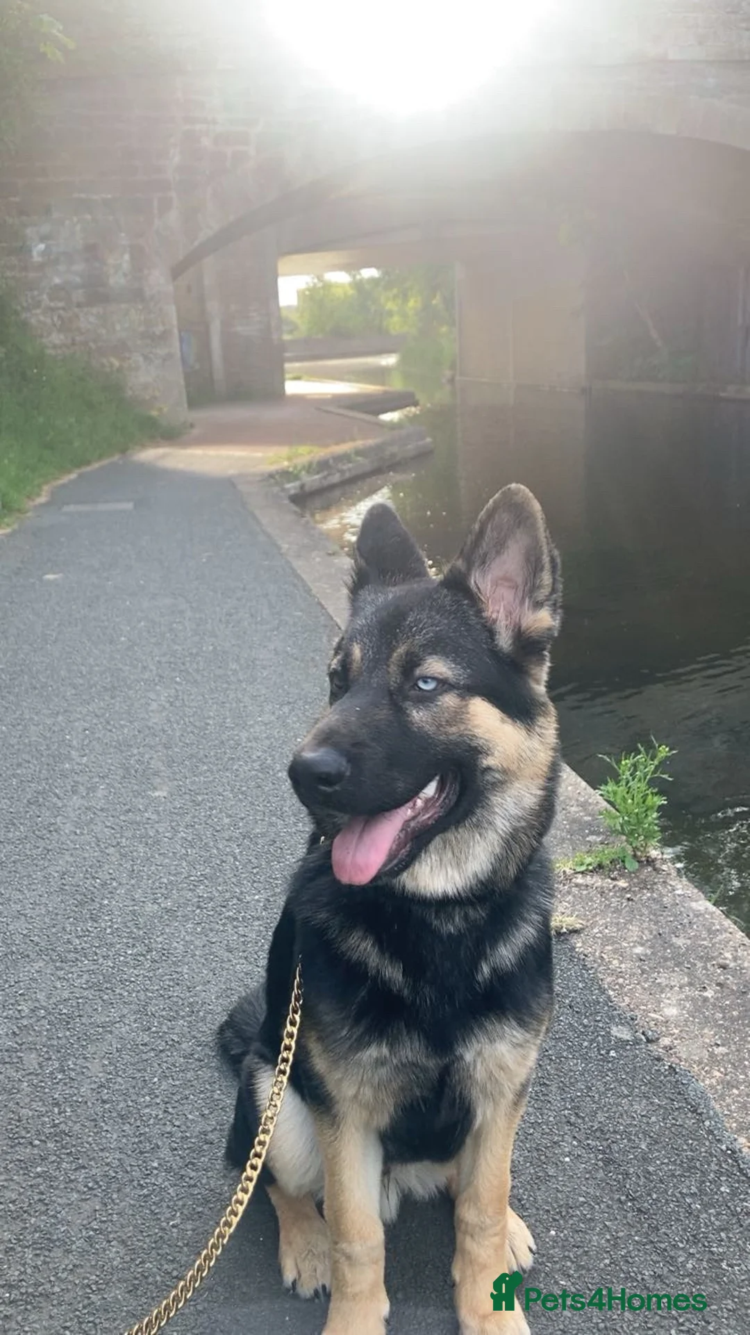 Mixed Breed dogs for sale: King (German shepherd cross Alaskan malamute) in Edinburgh - Advert 20