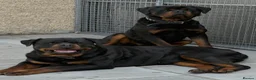 Rottweiler dogs for sale: Beautiful Chunky Rottweiler Puppies Now Here  - Advert 1
