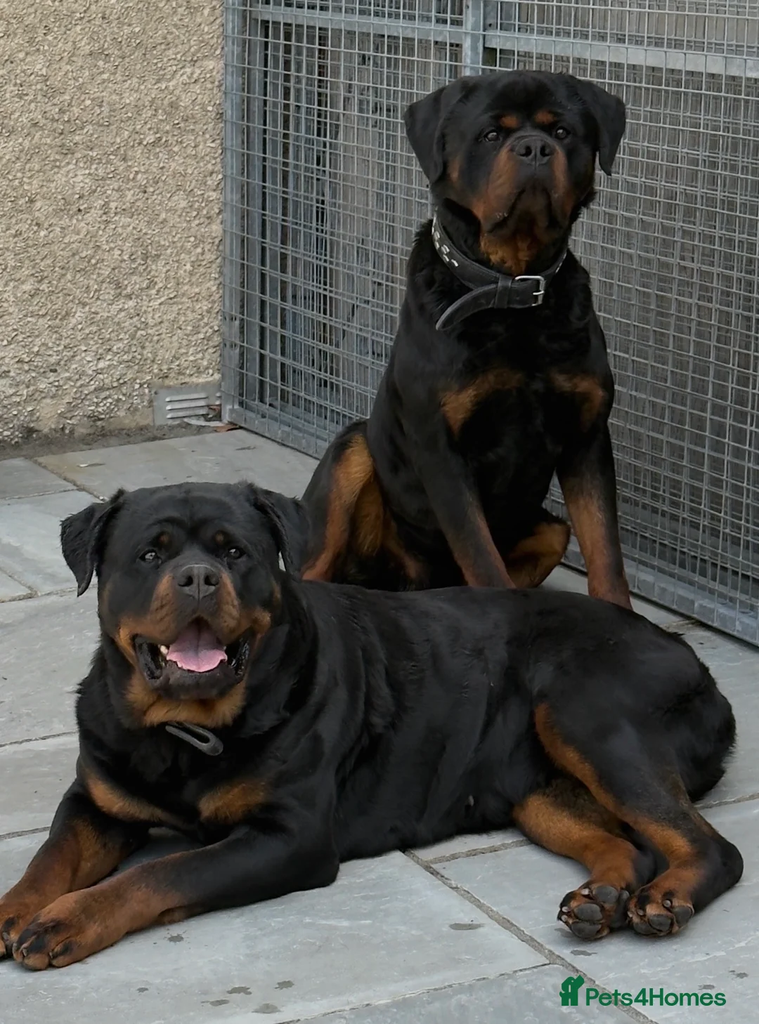 Rottweiler dogs for sale: Beautiful Chunky Rottweiler Puppies Now Here  - Advert 1