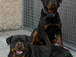 Rottweiler dogs Beautiful Chunky Rottweiler Puppies Now Here - Advert 7