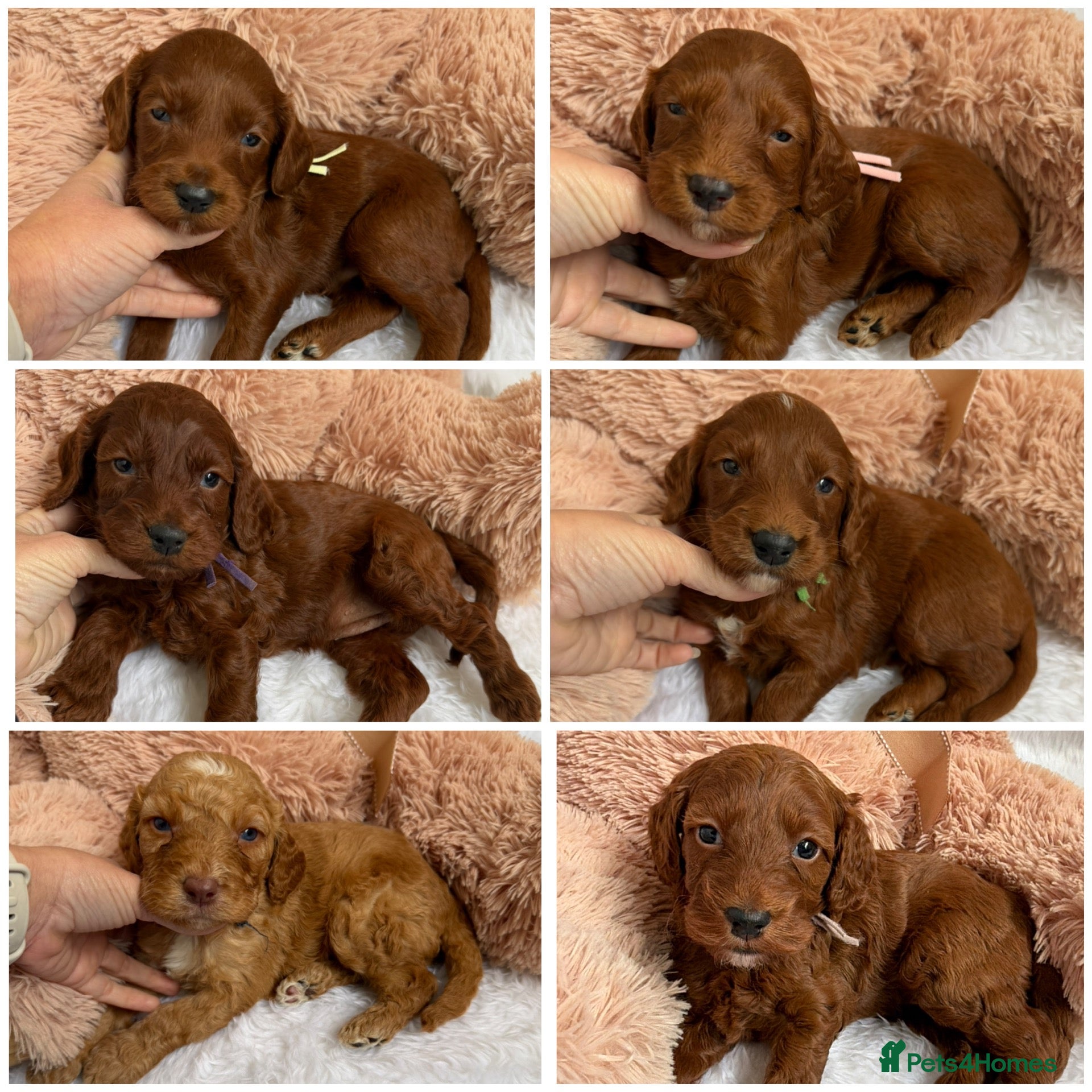 Mini Goldendoodle dogs Top quality, health tested multi gen DoubleDoodles - Advert 1