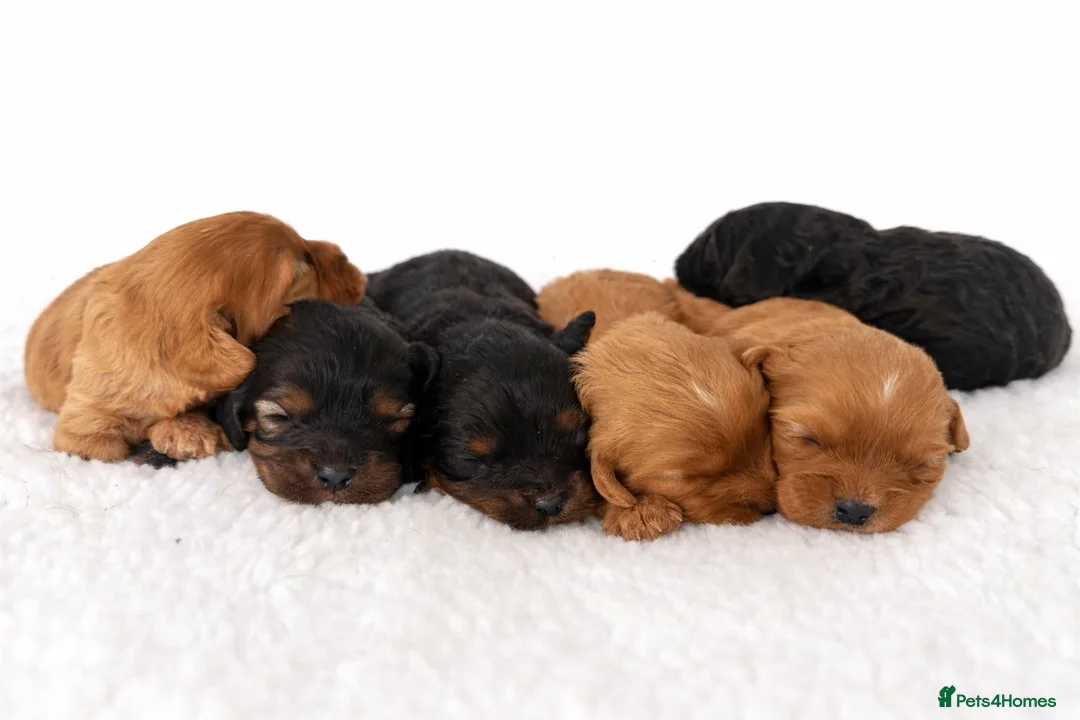 Cavapoo dogs for sale: Beautiful Cavapoo Puppies – Ready for Loving Homes - Advert 2