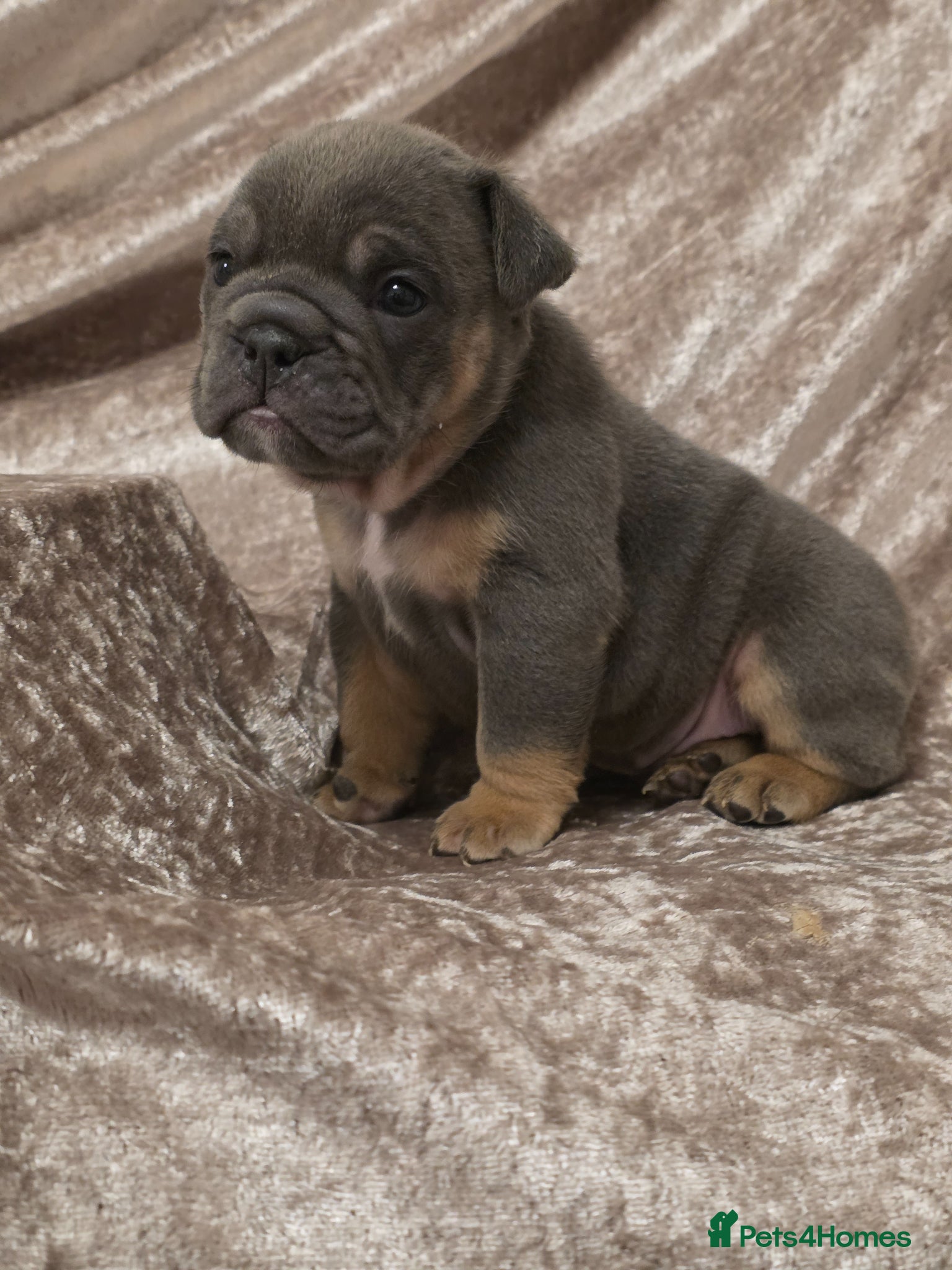 English Bulldog dogs british bulldog pups - Advert 9