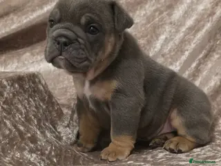 English Bulldog dogs british bulldog pups - Advert 9