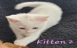 Mixed Breed cats for sale: 4 cute kittens up for sale - Image 25