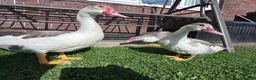 Ducks poultry for sale: GREY MUSCOVY DUCKS - very friendly - Advert 1