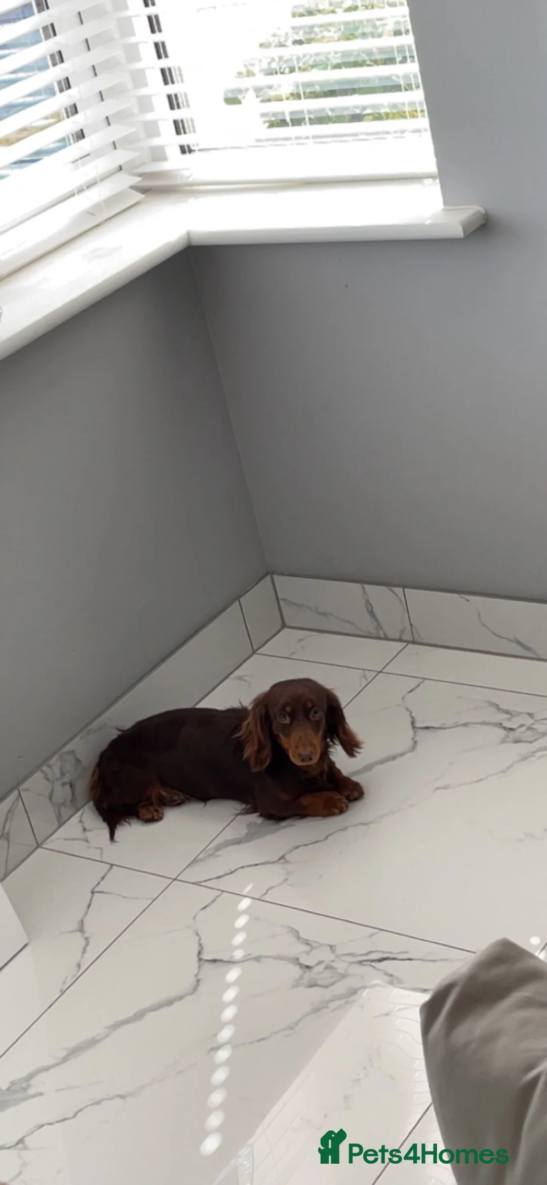 Miniature Dachshund dogs for sale: KC LONG HAIRED DACHSHUNDS  in Ipswich - Advert 1