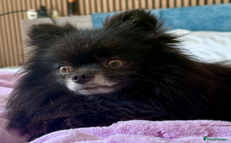 Pomeranian dogs - Advert 2