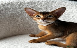 Abyssinian cats for sale: Last boy Ready to Go 😻💙 - Image 8