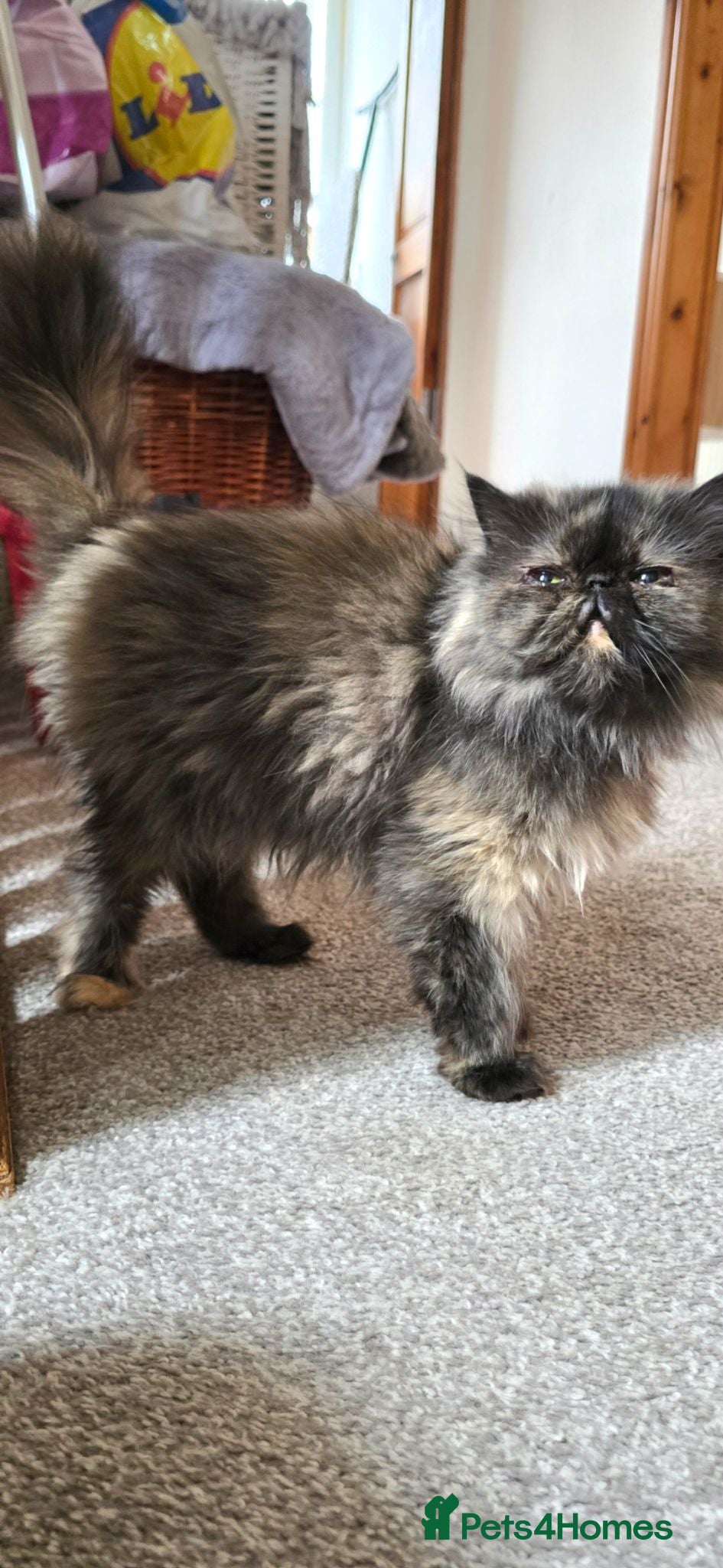 Persian cats Persian girl 💕 - Advert 17