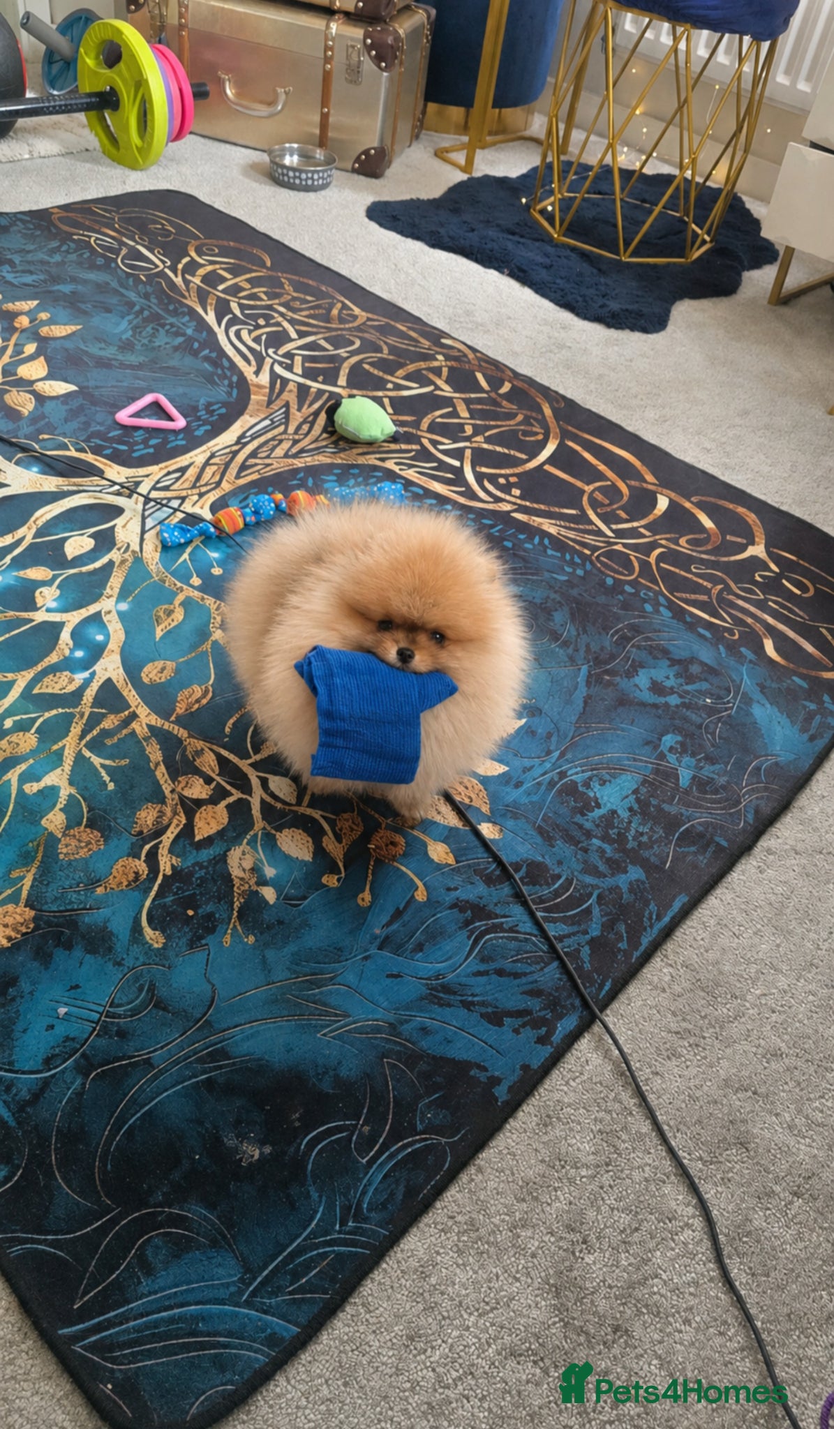 Pomeranian dogs Outstanding boy with 40+ champions 🏆 in lines!  - Advert 16