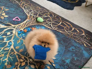 Pomeranian dogs REDUCED as new litter due 40+champions🏆in lines! - Advert 4