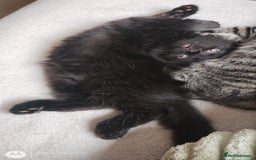 Mixed Breed cats for sale: Gorgeous Black Kitten - Image 3