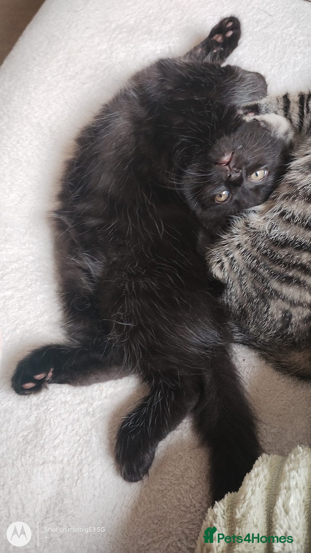 Mixed Breed cats for sale: Gorgeous Black Kitten - Image 3