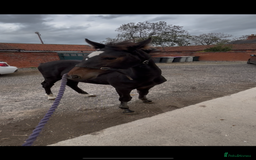 Friesian horses for sale: Gorgeous Friesian x Irish Draft  - Image 2