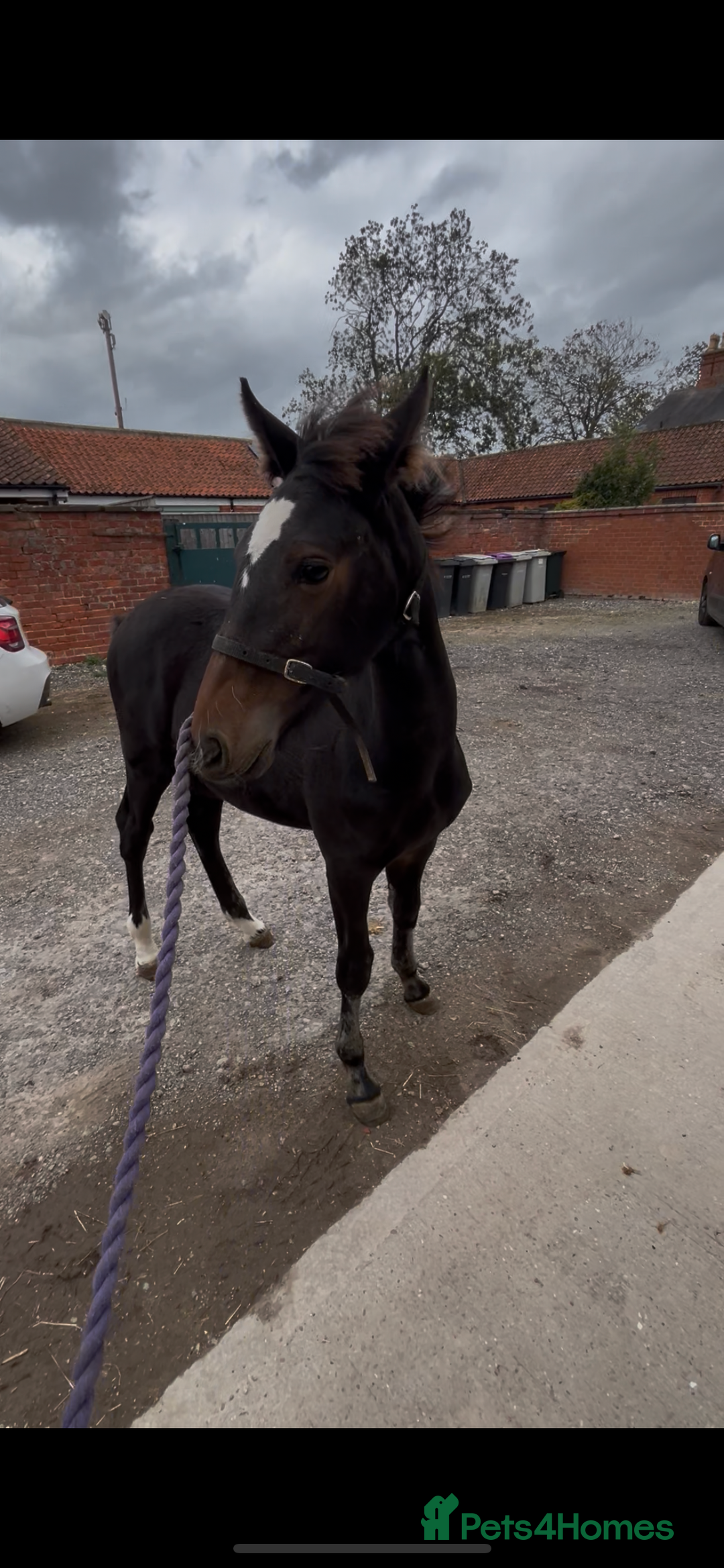Friesian horses for sale: Gorgeous Friesian x Irish Draft  - Image 2