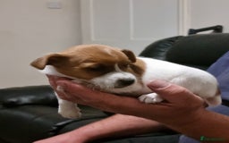 Jack Russell dogs for sale: Miniture Jack Russell - Image 2