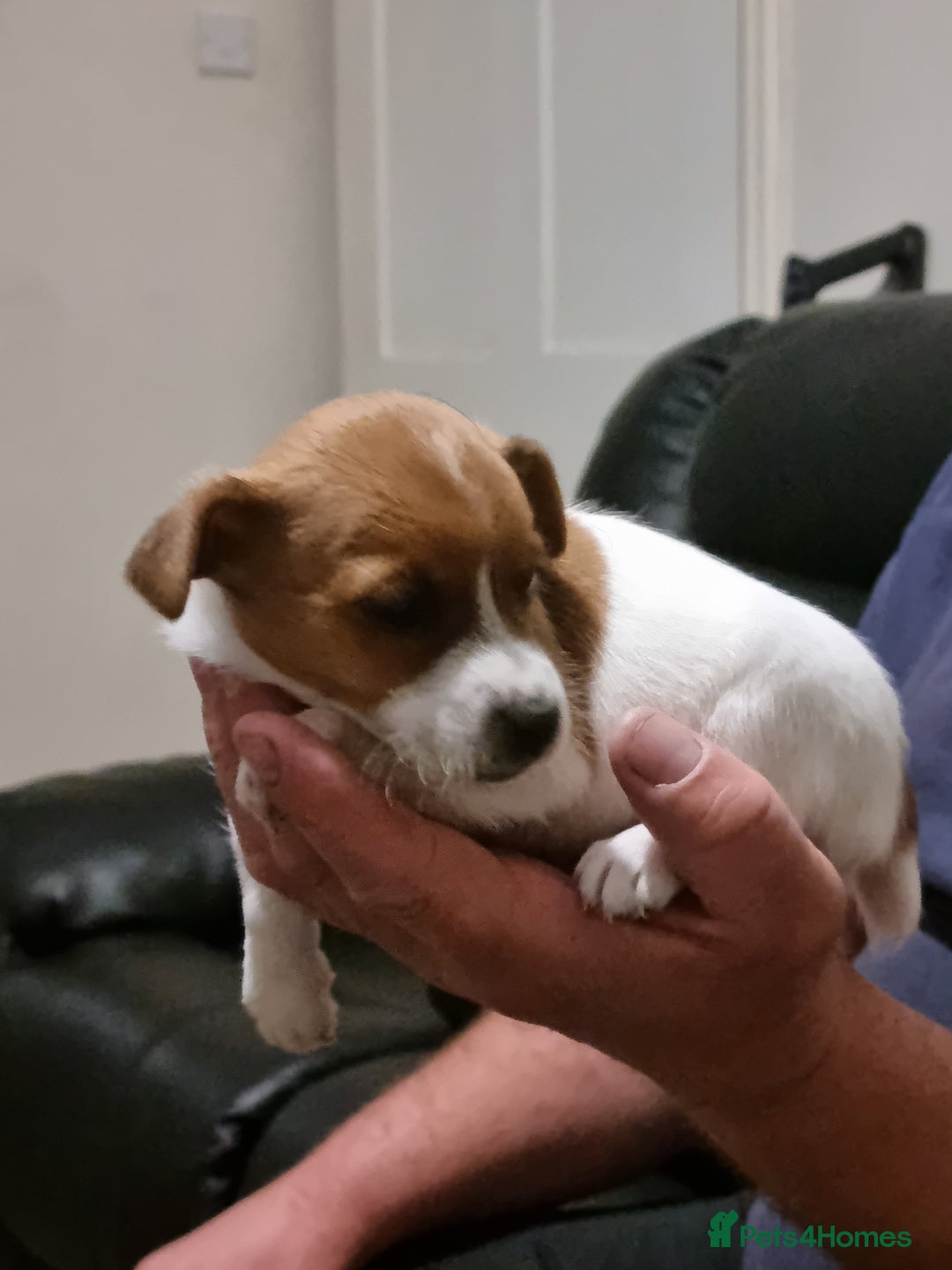 Jack Russell dogs for sale: Miniture Jack Russell - Image 2