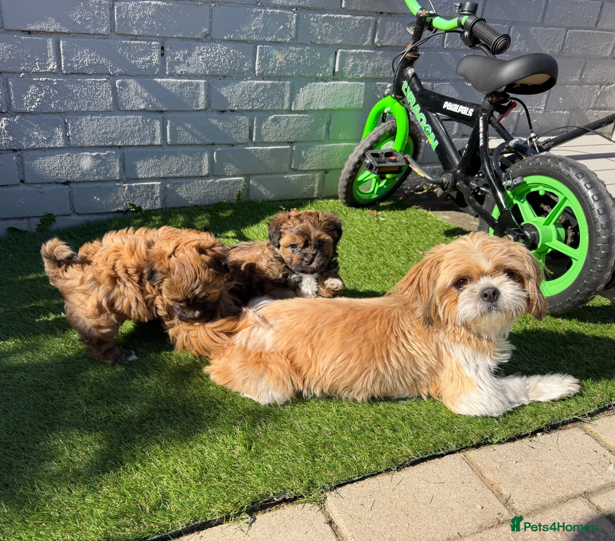 Shorkie dogs Beautiful puppies looking for a loving family - Advert 9