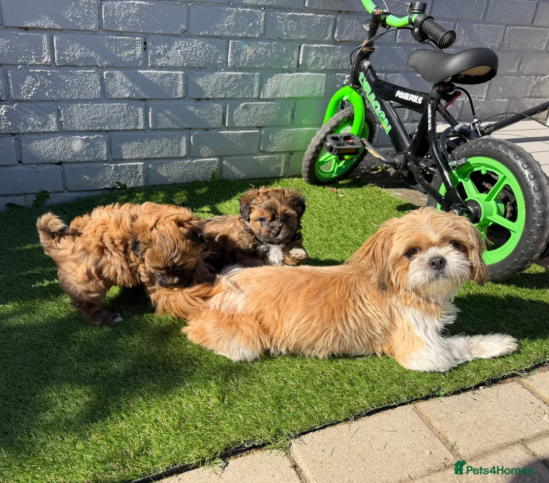 Shorkie dogs for sale: Beautiful puppies looking for a loving family in Motherwell - Advert 1