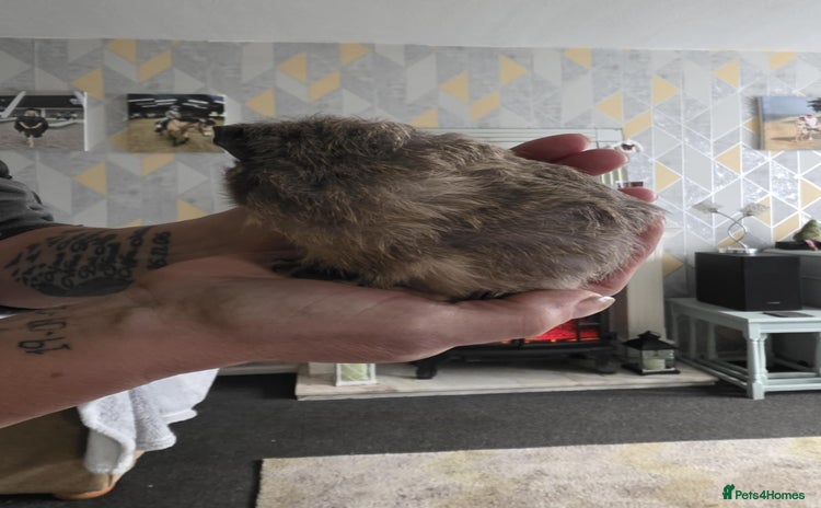 Guinea Pig rodents 6 boars 4 sale pr5 5ag  - Advert 2