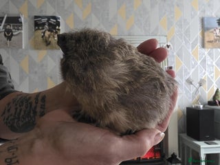 Guinea Pig rodents 6 boars 4 sale pr5 5ag - Advert 2